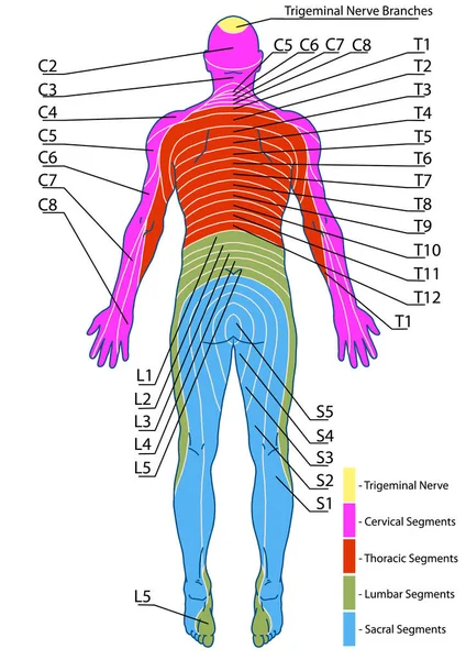 Dibujo Médico Tablero Didáctico Anatomía Del Sistema Inervación Sensorial Humana — Foto de Stock