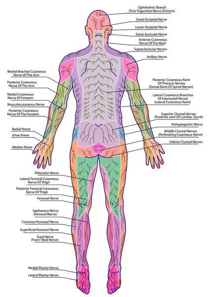 Rysunek Medyczna Dydaktyczna Deska Anatomii Ludzkiego Wzorca Obwodowego Układu Inercji — Zdjęcie stockowe