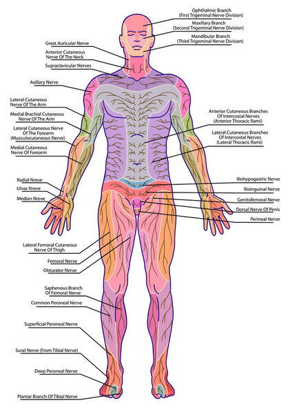 рисунок, медицинская, дидактическая доска анатомии человеческого образца системы периферической сенсорной иннервации, на диаграмме показана область поражения радикулярного нерва, после Мументалера