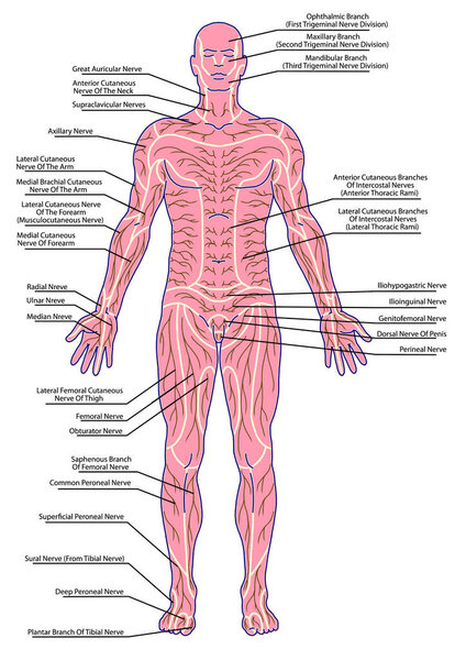 рисунок, медицинская, дидактическая доска анатомии человеческого образца системы периферической сенсорной иннервации, на диаграмме показана область поражения радикулярного нерва, после Мументалера