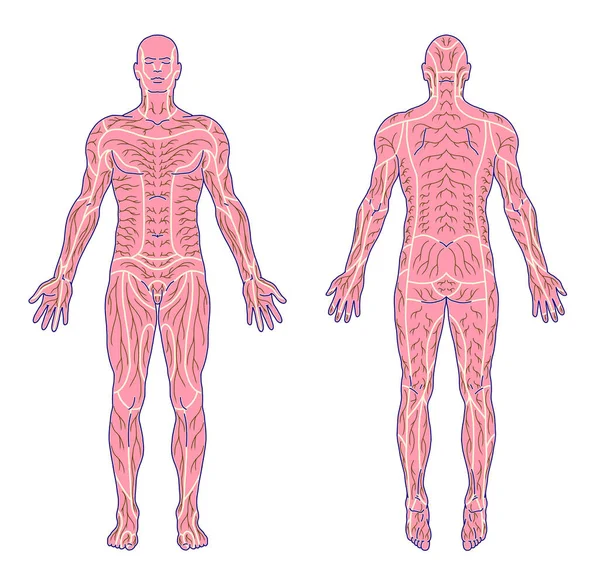 Kreslení Lékařská Didaktická Deska Anatomie Lidského Vzoru Periferního Senzorického Inervačního — Stock fotografie
