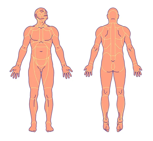 Desenho Médico Placa Didática Anatomia Geral Superfície Anatômica Corpo Humano — Fotografia de Stock