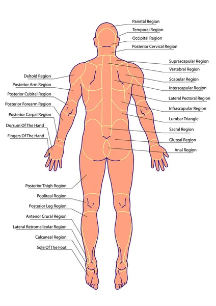 人体解剖学面 地标和参照线 身体区域 区域解剖学 后视镜的一般解剖学制图 教学委员会 — 图库照片