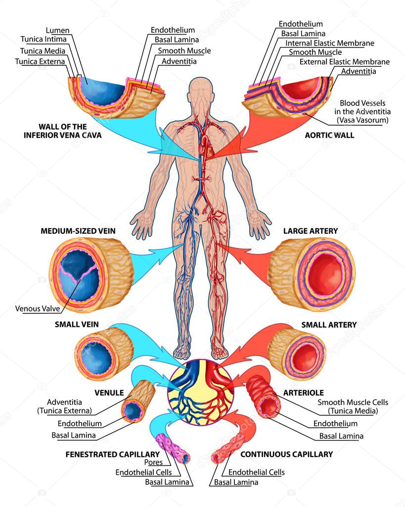 Human bloodstream - didactic board of anatomy of blood system of human circulation sanguine, cardiovascular, vascular and venous system, construction of the veins and arteries