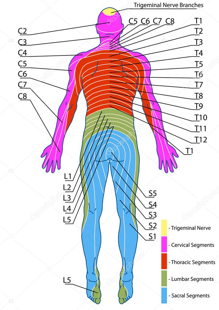drawing, medical, didactic board of anatomy of human sensory innervation system, dermatomes and cutaneous nerve territories, segmental, radicular, cutaneous innervation of the posterior trunk wall 