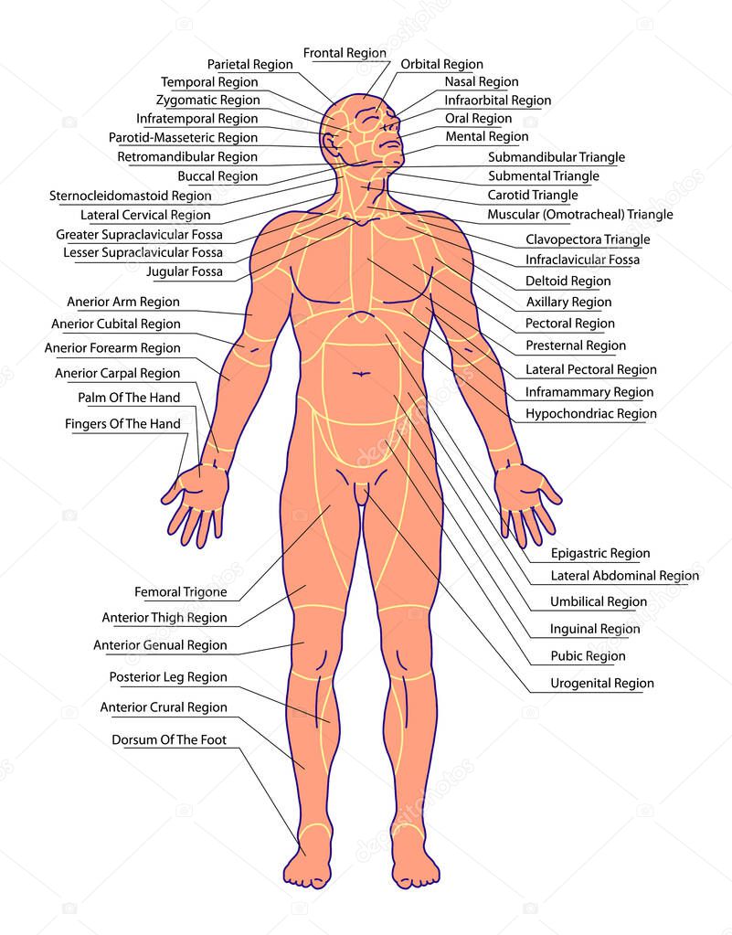 drawing, medical, didactic board of general anatomy of anatomy surface of the human body, landmarks and reference lines, body region, regional anatomy, anterior view 
