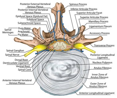 Nervous system, structure of spinal cord, lumbar spine, nerve root, intercostals blood vessels and second lumbar vertebra, structure of an intervertebral disk, anulus fibrosus, vertebra, trunk wall, anatomy of human skeletal and nervous system clipart
