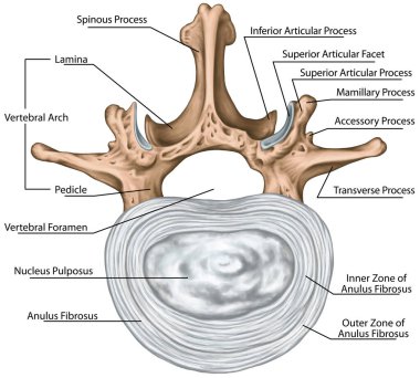 Omurgalar arası bir diskin yapısı, ikinci bel omuru, bel omurgası, anulus fibrosusun dış ve iç bölgesi, omur kemikleri, omurga, gövde duvarı, insan iskelet sisteminin anatomisi, üstün görüş açısı.