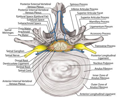 Nervous system, lumbar spine, nerve root, intercostals blood vessels and second lumbar vertebra, structure of an intervertebral disk, anulus fibrosus, vertebra, trunk wall, anatomy of human skeletal and nervous system, superior view clipart