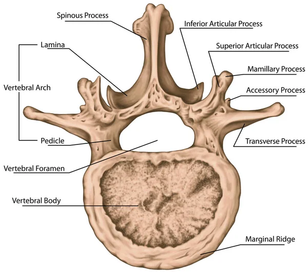 Second Lumbar Vertebra Lumbar Spine Vertebral Bones Vertebra Trunk Wall —  Fotos de Stock