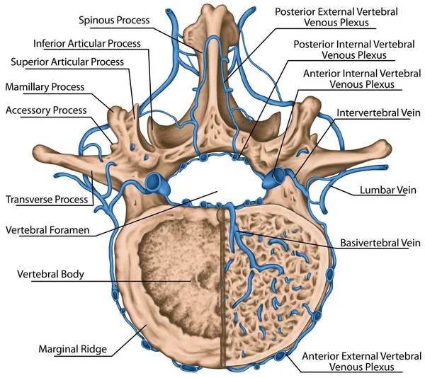 Intercostal Veins Venous Plexuses Vertebral Canal Second Lumbar Vertebra Lumbar — Stockfoto