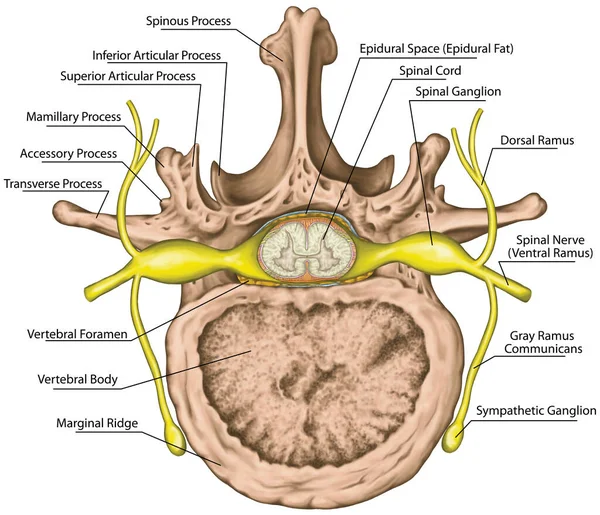 Nervous system, spinal cord, lumbar spine, nerve root, lumbar vertebra, trunk wall, anatomy of human skeletal and nervous system, superior view