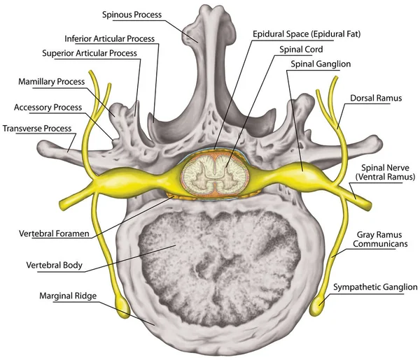 Nervous system, spinal cord, lumbar spine, nerve root, lumbar vertebra, trunk wall, anatomy of human skeletal and nervous system, superior view