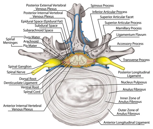 Nervous System Lumbar Spine Nerve Root Intercostals Blood Vessels Second Obrazek Stockowy