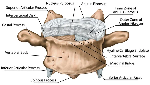 Structure Intervertebral Disk Outer Inner Zone Anulus Fibrosus Hyaline Cartilage Obrazy Stockowe bez tantiem