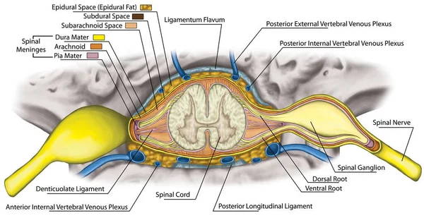 Nervous System Structure Spinal Cord Lumbar Spine Nerve Root Lumbar Zdjęcia Stockowe bez tantiem