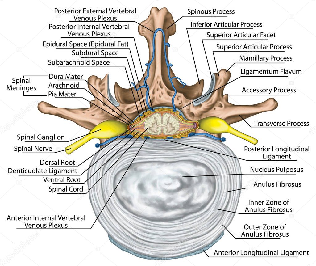 Nervous system, structure of spinal cord, lumbar spine, nerve root, intercostals blood vessels and second lumbar vertebra, structure of an intervertebral disk, anulus fibrosus, vertebra, trunk wall, anatomy of human skeletal and nervous system