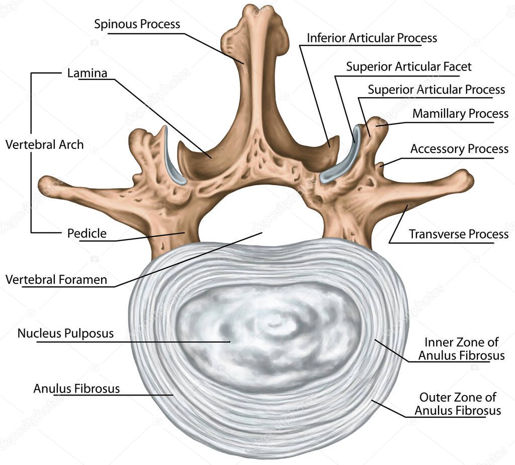 Structure of an intervertebral disk, second lumbar vertebra, lumbar spine, outer and inner zone of the anulus fibrosus, vertebral bones, vertebra, trunk wall, anatomy of human skeletal system, superior view