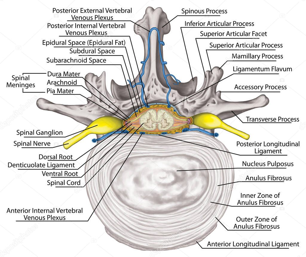 Nervous system, lumbar spine, nerve root, intercostals blood vessels and second lumbar vertebra, structure of an intervertebral disk, anulus fibrosus, vertebra, trunk wall, anatomy of human skeletal and nervous system, superior view