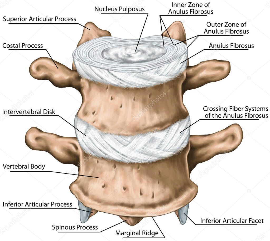 Vertebral bones, structure of an intervertebral disk, outer and inner zone of the anulus fibrosus, vertebra, trunk wall, anatomy of human bony system, human skeletal system, anterior view
