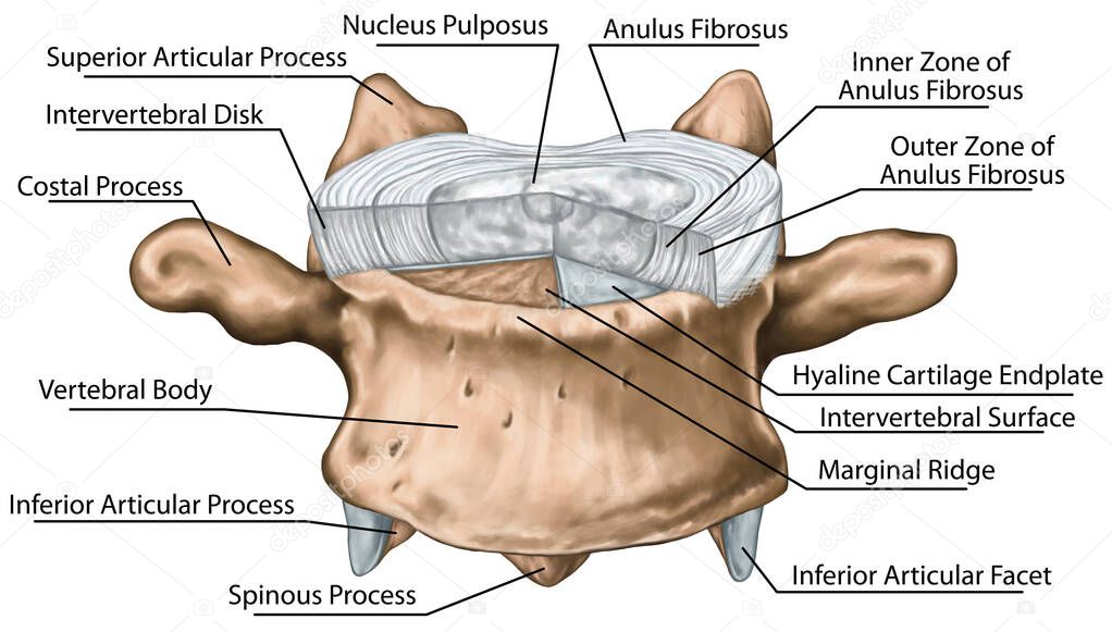 structure of an intervertebral disk, outer and inner zone of the anulus fibrosus, hyaline cartilage endplate, vertebral bones, vertebra, trunk wall, anatomy of human skeletal system, motion segment