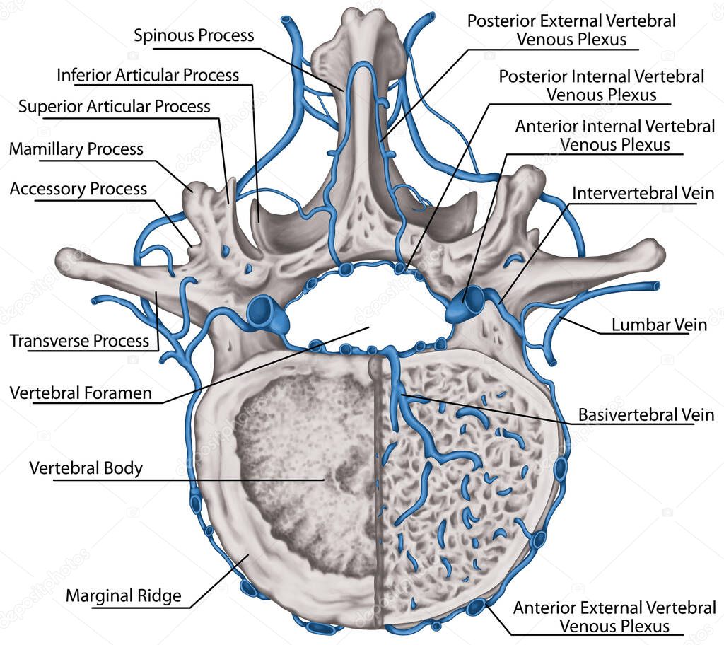 Intercostal veins and venous plexuses of the vertebral canal, second lumbar vertebra, lumbar spine, vertebral bones, vertebra, trunk wall, anatomy of human skeletal system, superior view
