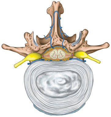 Nervous system, structure of spinal cord, nerve root, intercostals blood vessels and second lumbar vertebra, structure of an intervertebral disk, anulus fibrosus, vertebra, trunk wall, anatomy of human skeletal and nervous system, superior view clipart