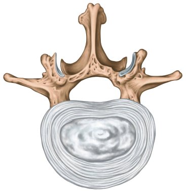 Structure of an intervertebral disk, second lumbar vertebra, lumbar spine, outer and inner zone of the anulus fibrosus, vertebral bones, vertebra, trunk wall, anatomy of human skeletal system, superior view