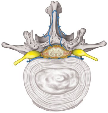 Nervous system, structure of spinal cord, lumbar spine, intercostals blood vessels and second lumbar vertebra, structure of an intervertebral disk, vertebra, anatomy of skeletal and nervous system