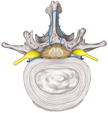 Nervous system, structure of spinal cord, lumbar spine, intercostals blood vessels and second lumbar vertebra, structure of an intervertebral disk, vertebra, anatomy of skeletal and nervous system clipart