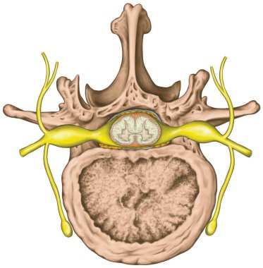 Sinir sistemi, omurilik, bel kemiği, sinir kökü, bel omuru, gövde duvarı, insan iskeleti ve sinir sistemi anatomisi, üstün görüş.