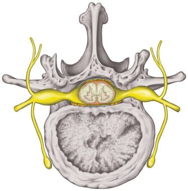 Sinir sistemi, omurilik, bel kemiği, sinir kökü, bel omuru, gövde duvarı, insan iskeleti ve sinir sistemi anatomisi, üstün görüş.