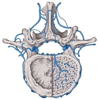Intercostal veins and venous plexuses of the vertebral canal, second lumbar vertebra, lumbar spine, vertebral bones, vertebra, trunk wall, anatomy of human skeletal system, superior view