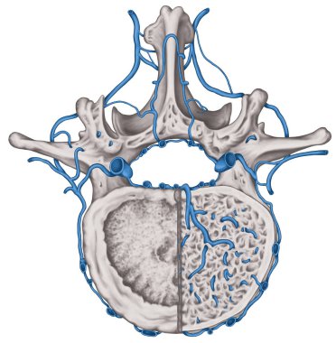 Intercostal veins and venous plexuses of the vertebral canal, second lumbar vertebra, lumbar spine, vertebral bones, vertebra, trunk wall, anatomy of human skeletal system, superior view clipart