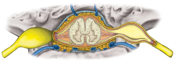 Нервова Система Структура Спинного Мозку Поперековий Відділ Хребта Нервовий Корінь — стокове фото
