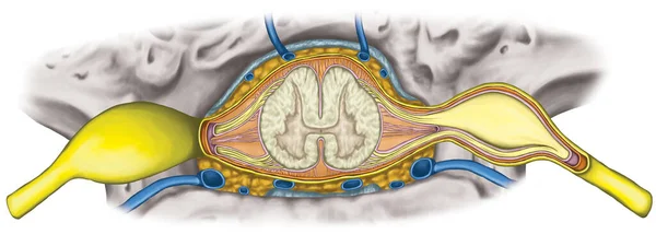 Nervous System Structure Spinal Cord Lumbar Spine Nerve Root Lumbar — Stock Photo, Image