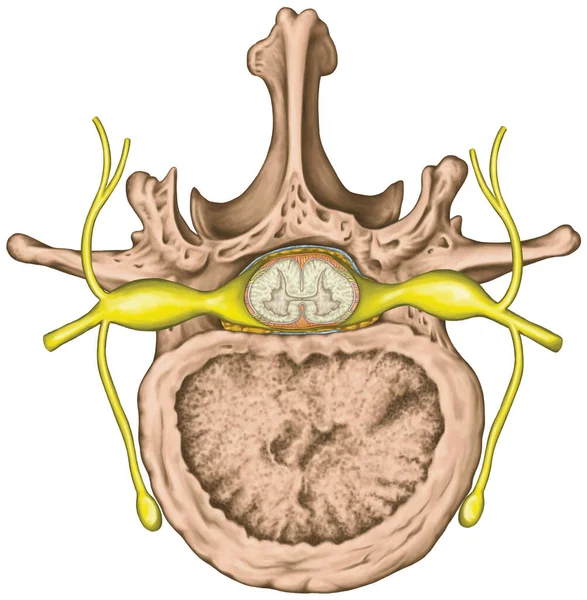 Nervous System Spinal Cord Lumbar Spine Nerve Root Lumbar Vertebra — Stok fotoğraf