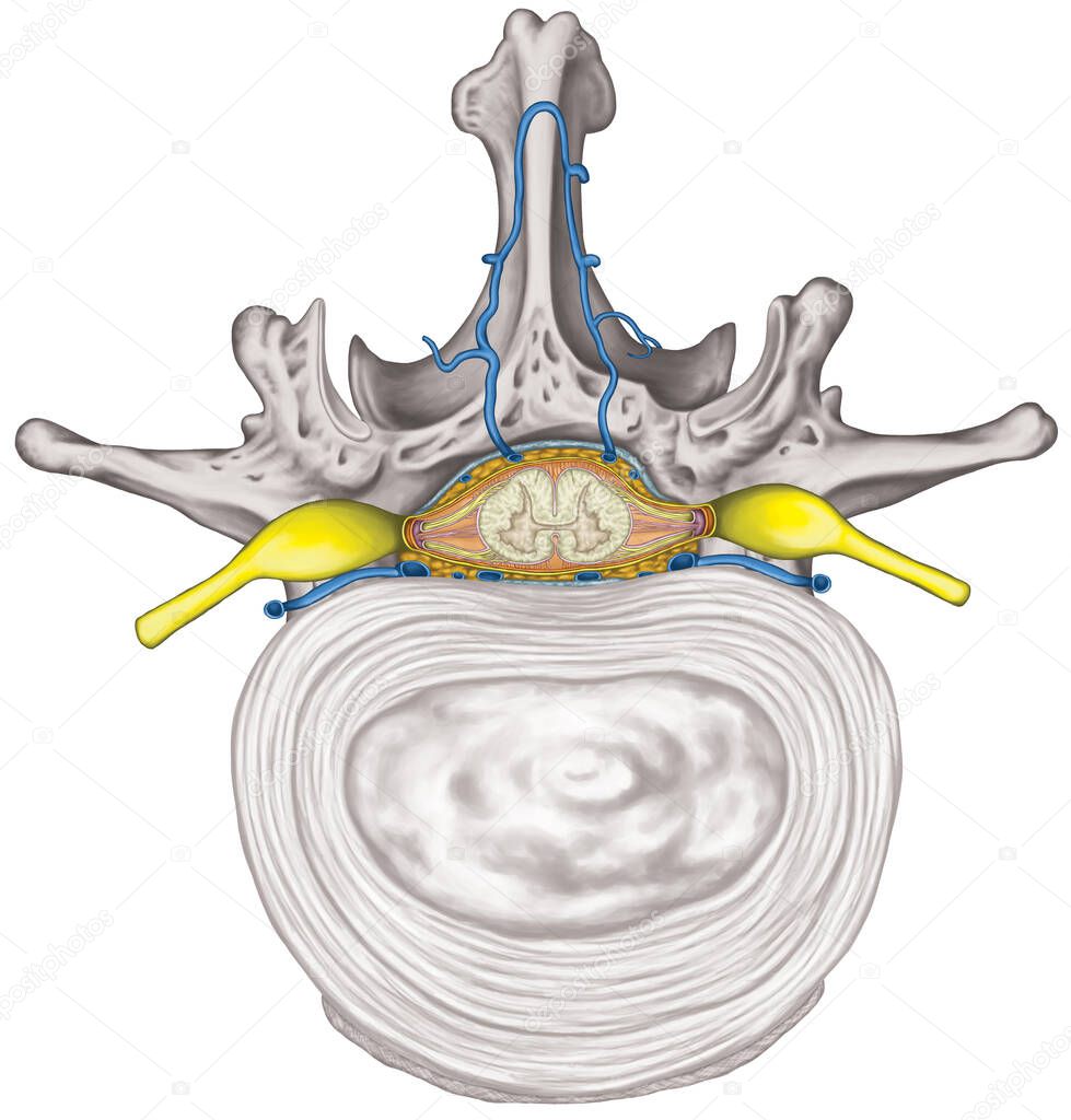 Nervous system, structure of spinal cord, lumbar spine, intercostals blood vessels and second lumbar vertebra, structure of an intervertebral disk, vertebra, anatomy of skeletal and nervous system