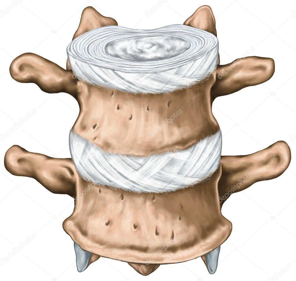 Vertebral bones, structure of an intervertebral disk, outer and inner zone of the anulus fibrosus, vertebra, trunk wall, anatomy of human bony system, human skeletal system, anterior view