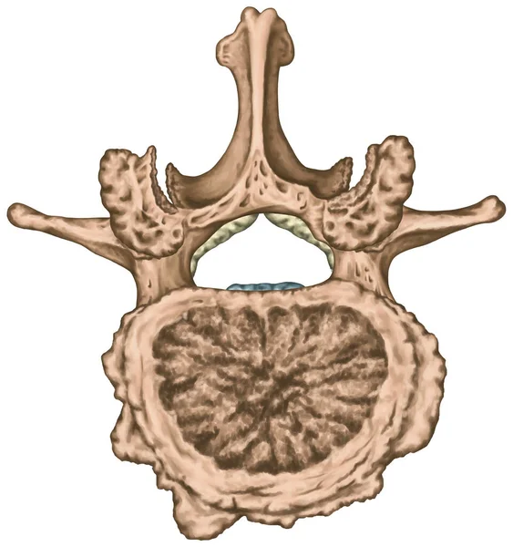 Second Lumbar Vertebra Lumbar Spine Vertebral Bone Vertebra Advanced Uncovertebral — Foto de Stock