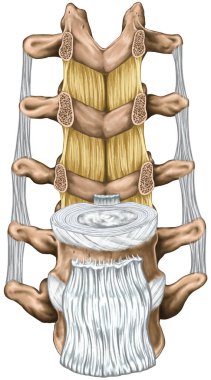 Ligaments and lumbar spine structure, the ligaments surrounding the lumbar spine, anterior longitudinal ligament, intertransverse ligaments,ligamentum flavum,anatomy of human bony system, anterior view