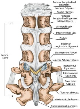 Ligaments and lumbar spine structure, the ligaments surrounding the lumbar spine, posterior longitudinal ligament, intertransverse ligaments, human bony system, human skeletal system, posterior view