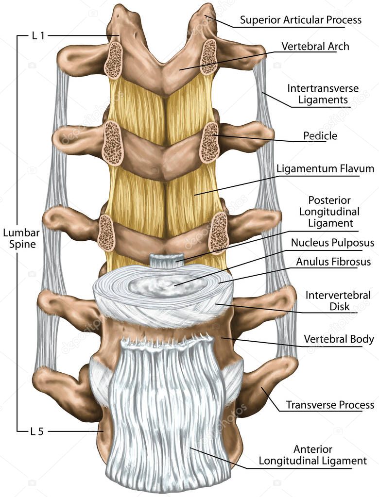 Ligaments and lumbar spine structure, the ligaments surrounding the lumbar spine, anterior longitudinal ligament, intertransverse ligaments,ligamentum flavum,anatomy of human bony system, anterior view