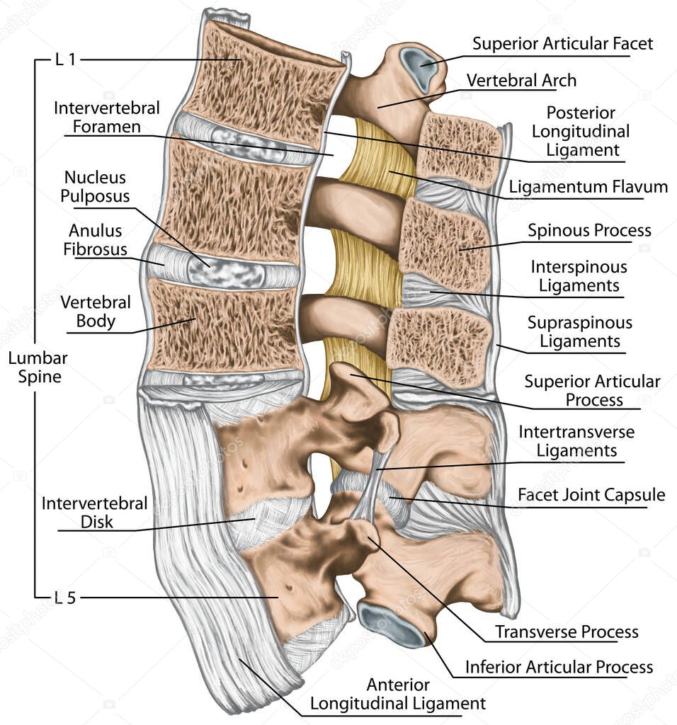Ligaments and lumbar spine structure, the ligaments surrounding the lumbar spine, anterior longitudinal ligament, intertransverse ligaments, ligamentum flavum, human bony system, lateral view