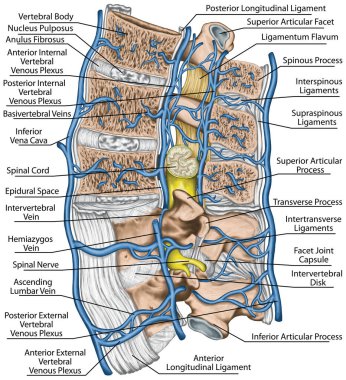 Internal and external vertebral venous plexuses, median section of lumbar spine, systemic veins and the portal system, vertebral venous system, anatomy of human bony system, lateral view