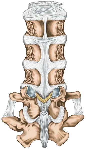Ligaments and lumbar spine structure, the ligaments surrounding the lumbar spine, posterior longitudinal ligament, intertransverse ligaments, human bony system, human skeletal system, posterior view