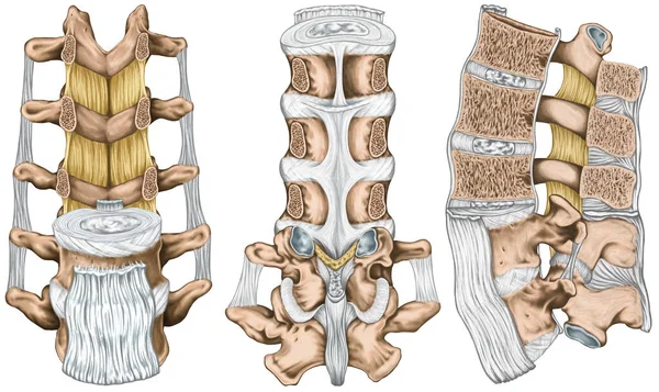 Ligaments Lumbar Spine Structure Ligaments Surrounding Lumbar Spine Posterior Longitudinal — ストック写真