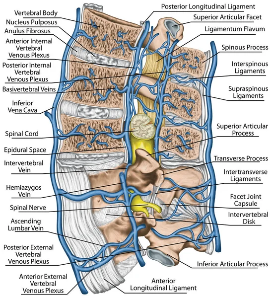 Internal External Vertebral Venous Plexuses Median Section Lumbar Spine Systemic — Zdjęcie stockowe