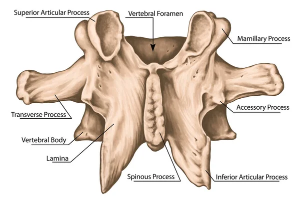 Second lumbar vertebra,  lumbar vertebrae, vertebral bone, vertebra, vertebral body, transverse, spinous, mamillary process, inferior vertebral notch, posterior view