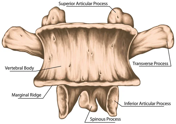 Second Lumbar Vertebra Lumbar Vertebrae Lumbar Spine Vertebral Bone Vertebra — Foto de Stock